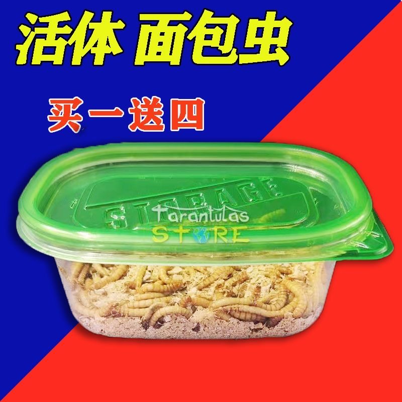 【面包虫活虫】99%成活率！！！