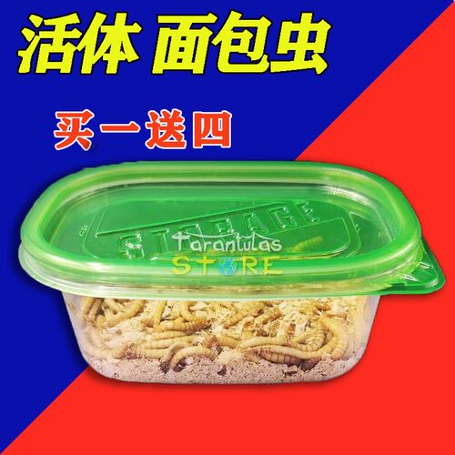 【面包虫活虫】99%成活率！！！