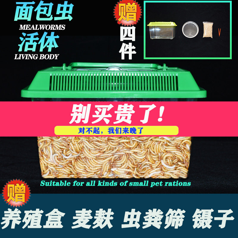 面包虫黄粉虫子活体活虫蜘蛛蝎子爬虫/鸣虫食物