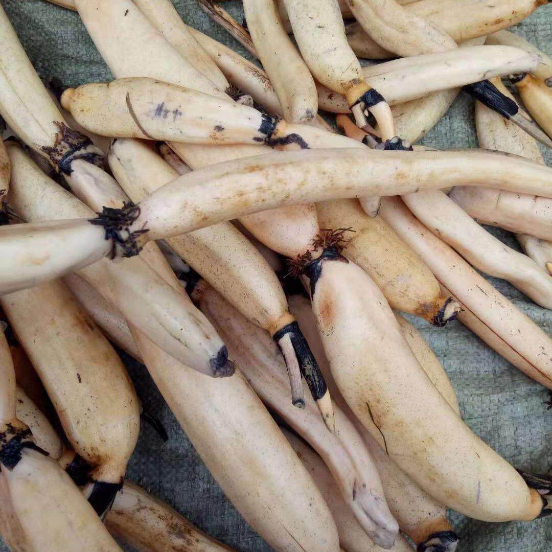 安徽安庆新鲜莲藕脆藕生藕现挖现卖绿色莲藕藕荷塘藕 包邮