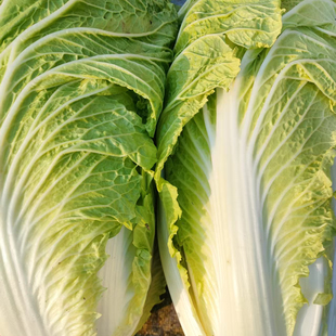 安徽安庆农家露天种植的大白菜   新鲜蔬菜 农家嫩白菜 现砍现发