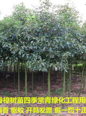 香樟树苗庭院驱蚊大型工程绿苗