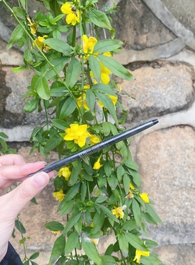 美宝莲轻松画自动眉笔 精准型 浅棕色 棕色 适合初学