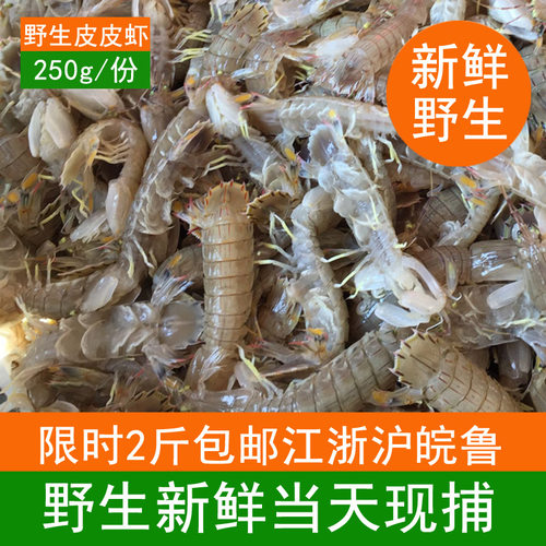 当天海捕野生皮皮虾 250g/份 限时满2斤包邮江浙沪皖鲁包邮圆通  其它地区不包邮 需发顺丰补差价