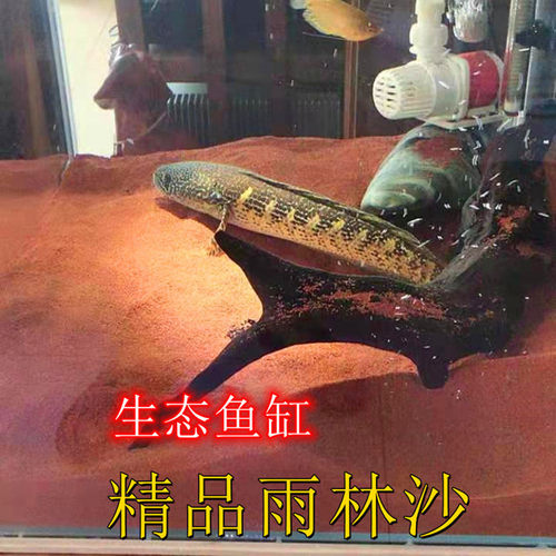 热带精品雨林沙鱼缸底沙太行南美三湖慈鲷鼠沙埃及七彩雷龙造景沙 - 封面
