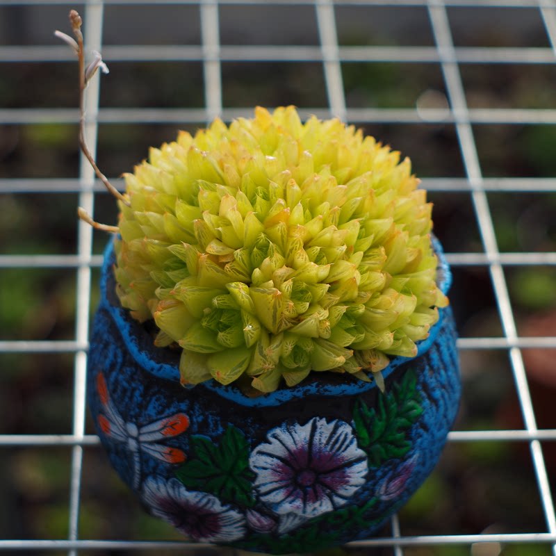 多肉植物大群生玉露黄金凝脂菊室内阳台花卉办公桌美观防辐射绿植