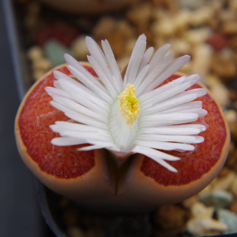 开花菊纹章 带花苞多肉植物生石花菊章玉屁股4年生莲花纹血管纹