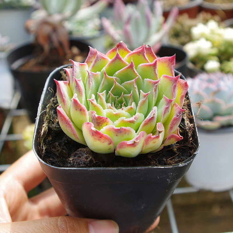 精品多肉植物灵莫紫蝴蝶迷你盆栽室内防辐射绿植办公桌美观稀有品