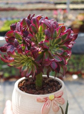 红色多肉植物法师红覆伦精品室内阳台花卉防辐射绿植盆栽带盆载好