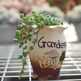 碧玉莲多肉植物老桩开花稀有品种室内花卉办公桌防辐射绿植盆栽景