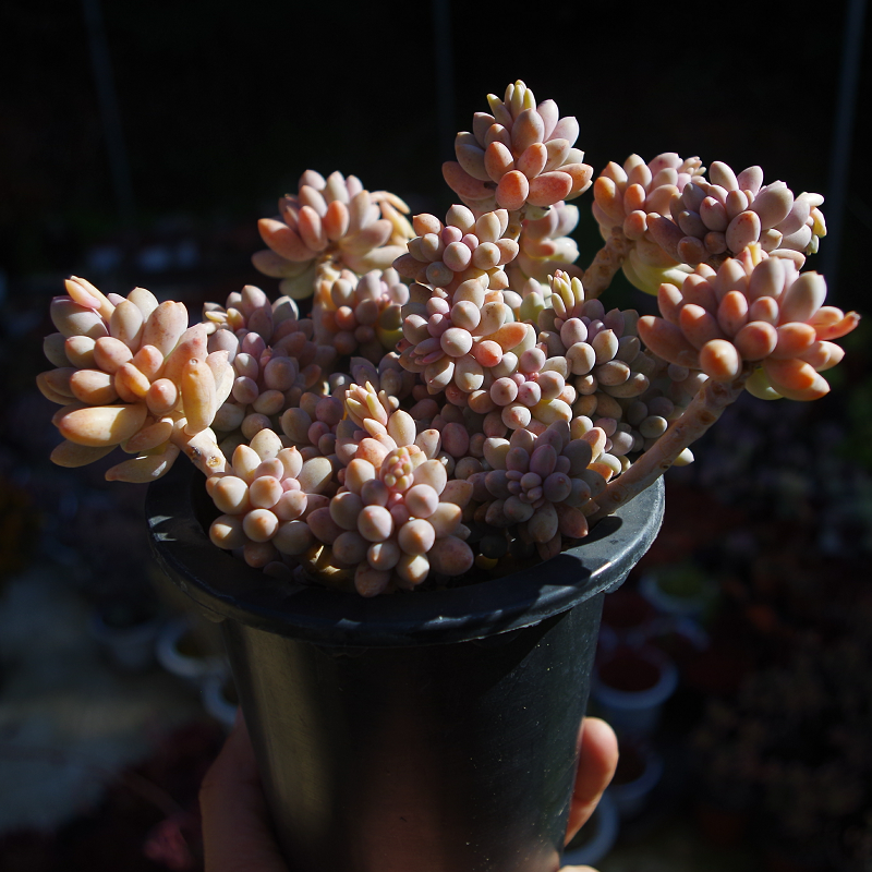 婴儿手指老桩云南大颗多肉植物稀有室内窗台盆栽花卉含盆带土包邮