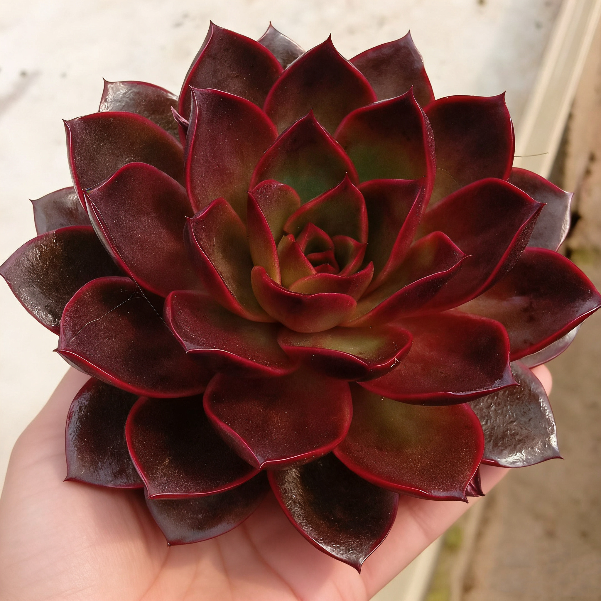 进口日系肉肉红灯莲花趣味好养多肉植物办公桌花卉盆栽阳台防辐射