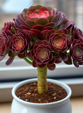 高颜值精品老桩红酒法师多肉植物大颗基地花卉多头盆栽清仓含盆土