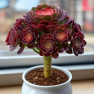 高颜值精品老桩红酒法师多肉植物大颗基地花卉多头盆栽清仓含盆土