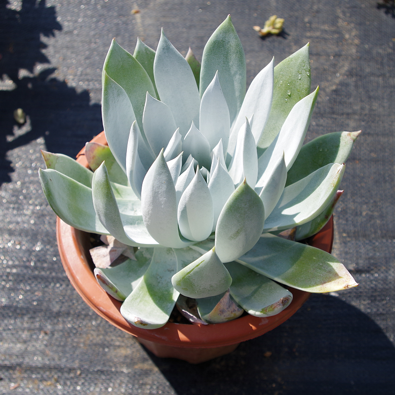 云南大颗多肉植物雪山老桩稀有室内组合盆栽花卉含盆带土包邮