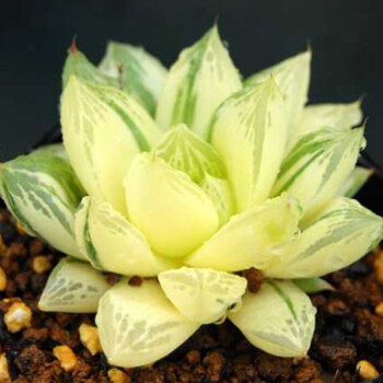 多肉植物宝草锦玉露室内阳台花卉精品绿植花卉盆栽含盆含土景观肉
