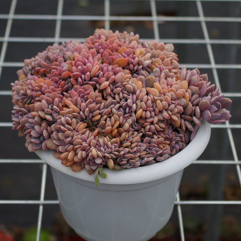 精品粉色多肉植物黛比缀化室内净化空气绿植带盆栽好阳台防辐射花