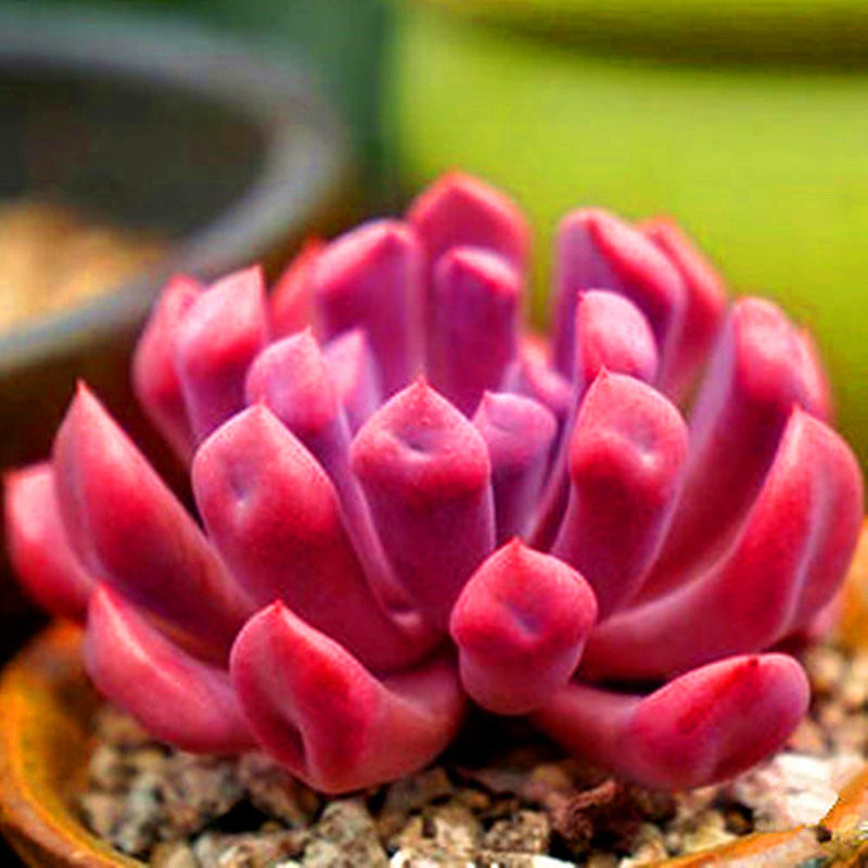 多肉植物丘比特 粉色系列防辐射绿植盆栽花卉带盆栽好满额包邮