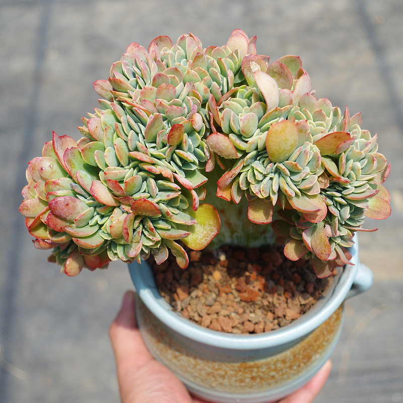 精品多肉植物金凤凰缀化室内阳台花卉防辐射绿植盆栽罕见盆景含土