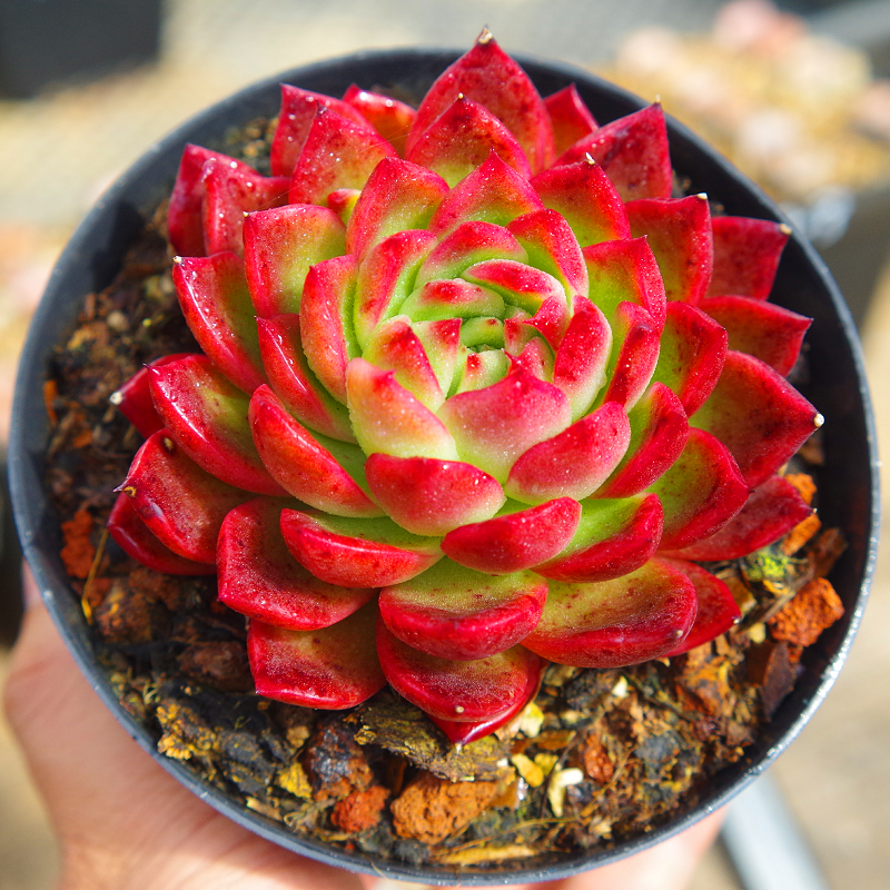 云南大颗多肉植物樱红红东云群生稀有室内组合盆栽花卉含盆带土