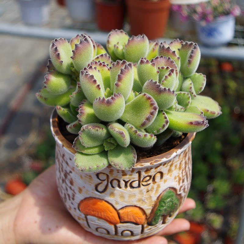 多肉植物熊童子熊掌萌肉室内阳台花卉防辐射绿植盆栽带盆栽好盆景