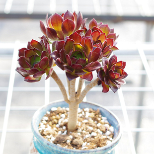 黑法师多肉植物小老桩稀有室内阳台花卉防辐射绿植新品含盆土精品