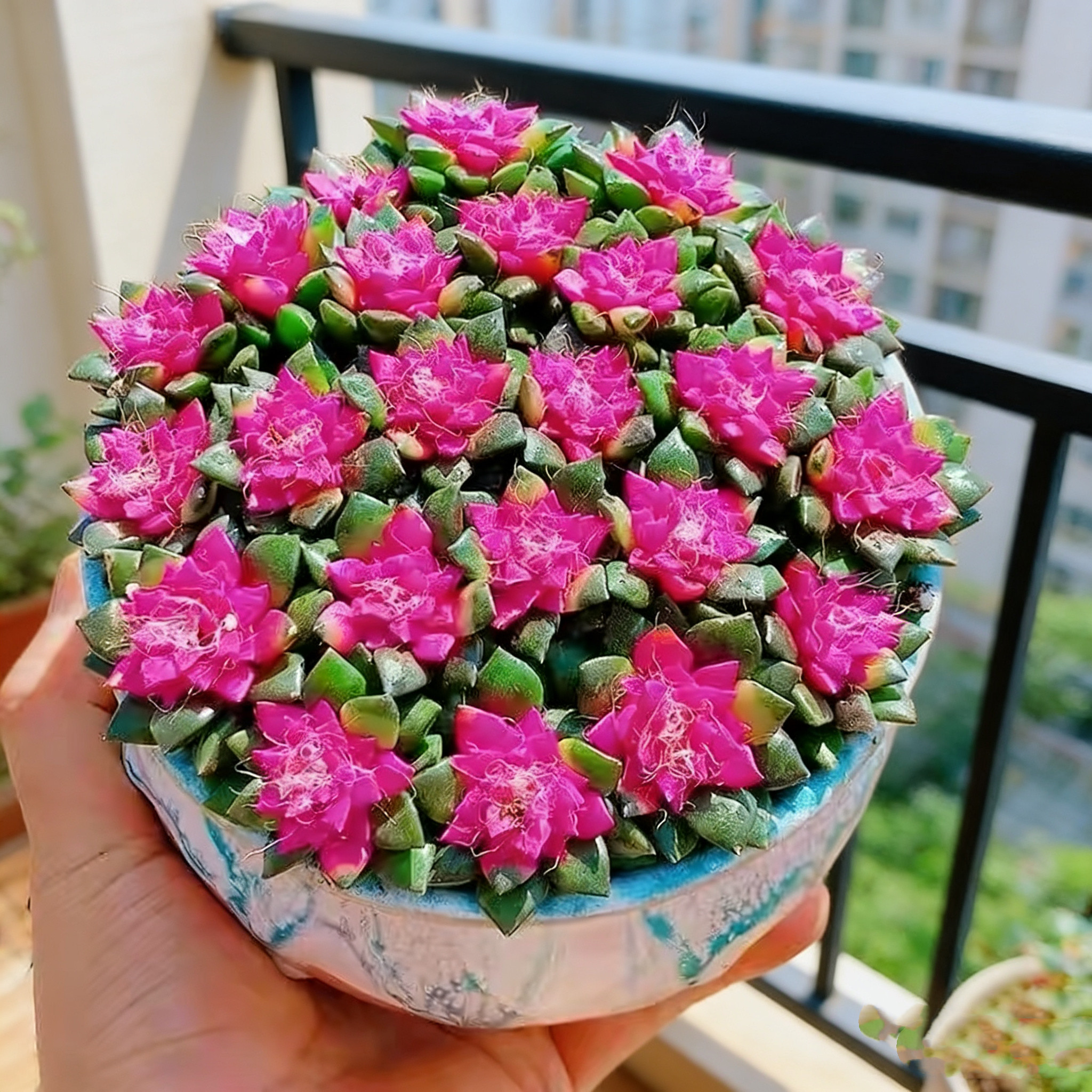花开富贵多肉植物含盆花卉盆栽肉肉植物室内绿植新手好养四季易度