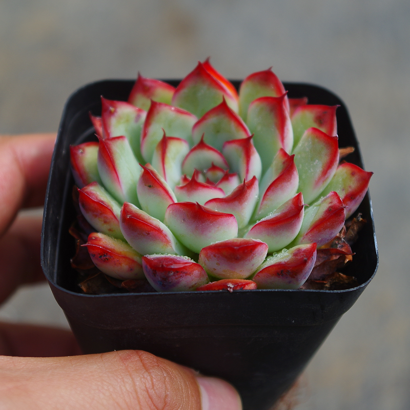 云南精品多肉植物荷花花月夜稀有室内组合盆栽花卉含盆带土包邮