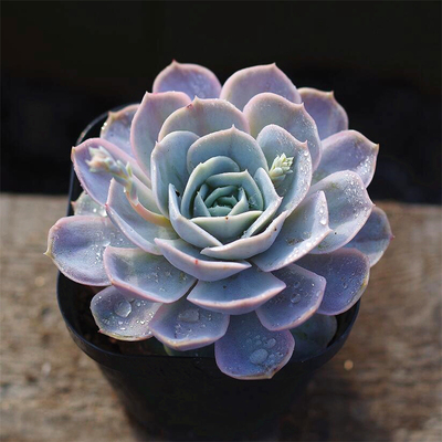 蓝色惊喜稀有品种阳台多肉植物