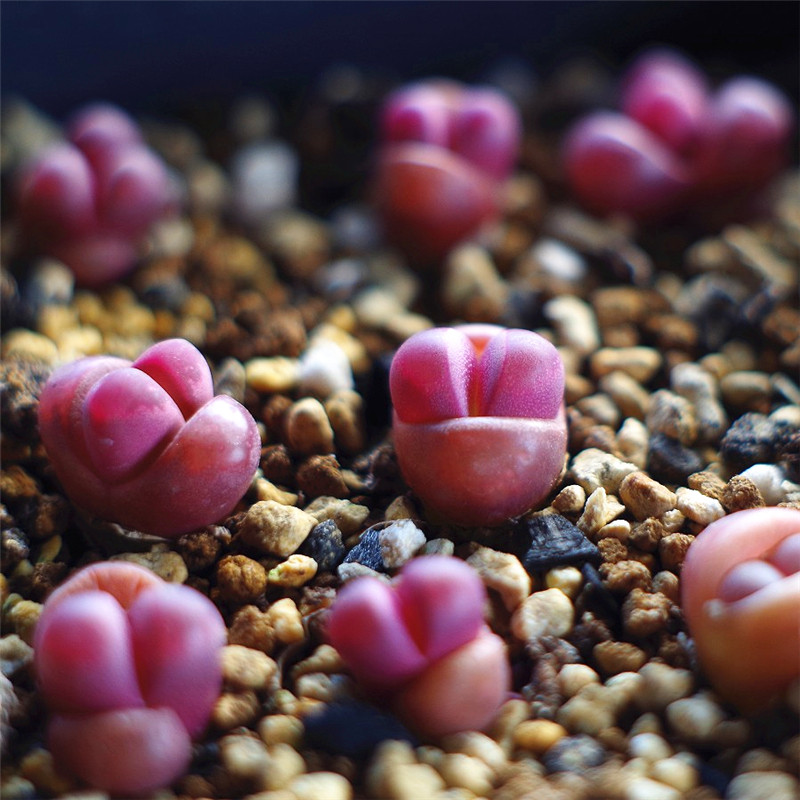 多肉植物生石花红大内玉屁股花精品两年生番杏科室内盆栽绿植花卉