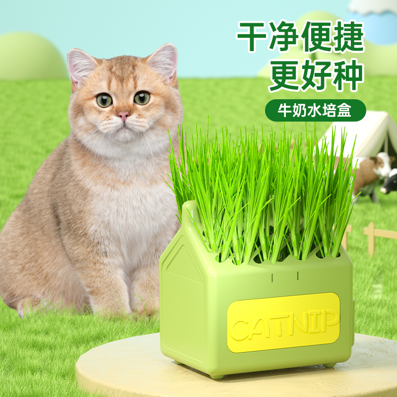 猫草无土水培盆载化毛排毛吐毛球