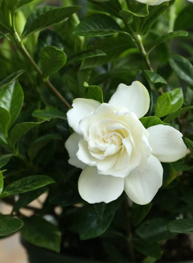 花香四季开花水培绿植栀子花盆栽