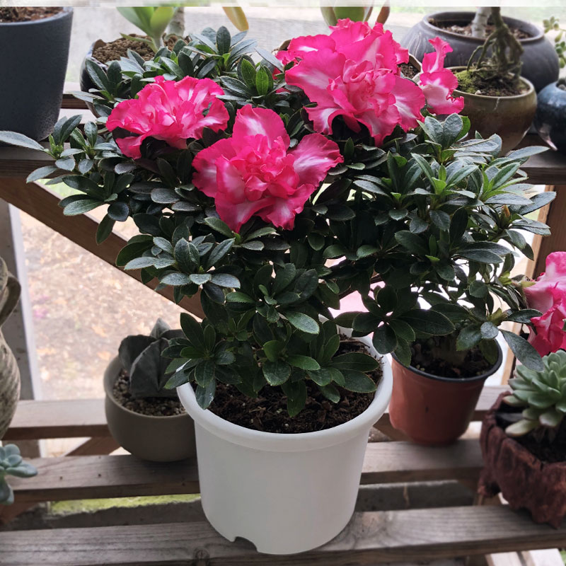 杜鹃珍贵稀有品种杜鹃花红双喜杜鹃花盆栽带花苞花苗室内花卉盆栽