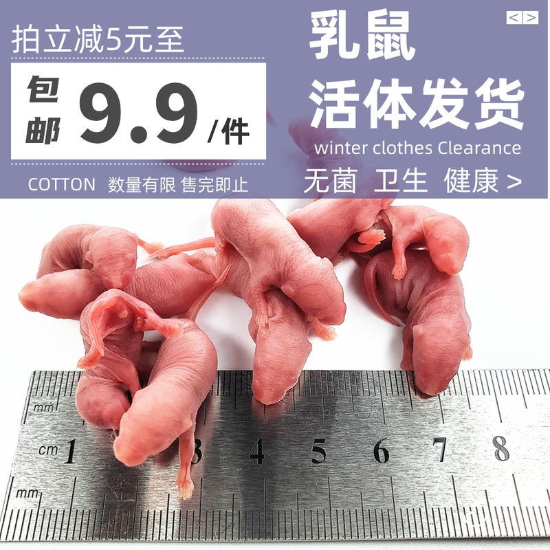 活体乳鼠红粉皮白霜无菌喂角蛙饲料爬虫猫粮小白鼠爬宠包邮蜥蜴龟