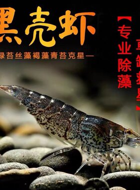 山涧溪流黑客虾野采活体观赏下中大号除藻草缸清洁虾小型冷水虾