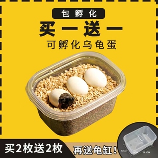 可孵化乌龟蛋中华草龟巴西龟墨龟宠物蛋受精蛋可孵化的乌龟蛋小龟