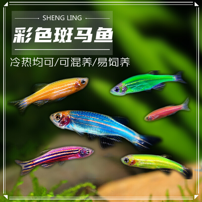 冷水淡水观赏小型灯科斑马鱼红蓝斑马活体草缸新手练手金鱼苗好养