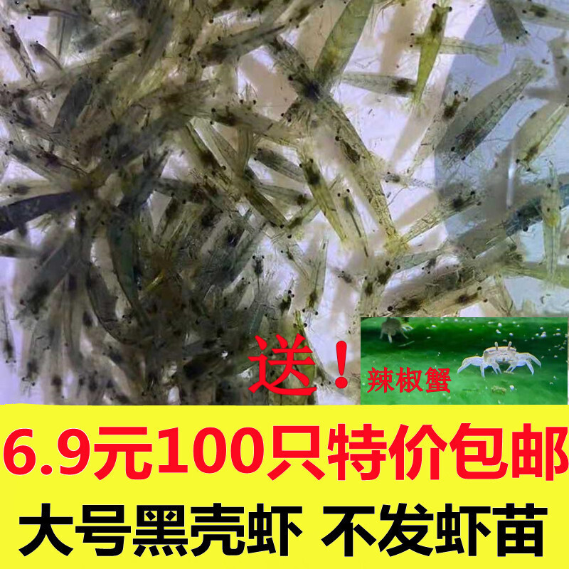 黑壳虾除藻虾水族除藻虾观赏虾清洁虾活体饲料工具虾草缸鱼缸造景