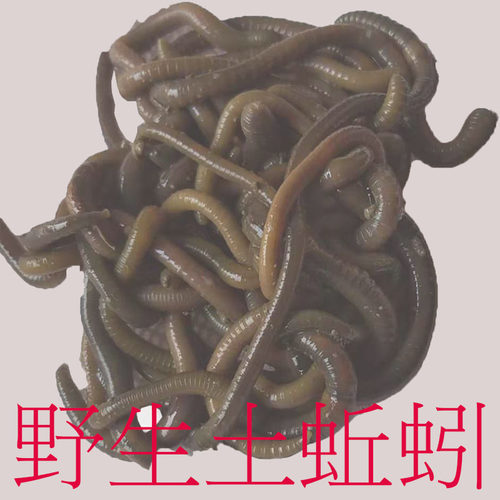 青蚯蚓垂钓鱼饵活体黑蚯蚓