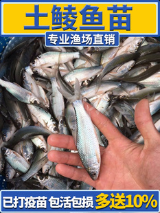 鲮鱼苗土鲮鱼苗淡水养殖麦鲮鱼苗泰鲮鱼苗可食用活体易养殖小鱼苗
