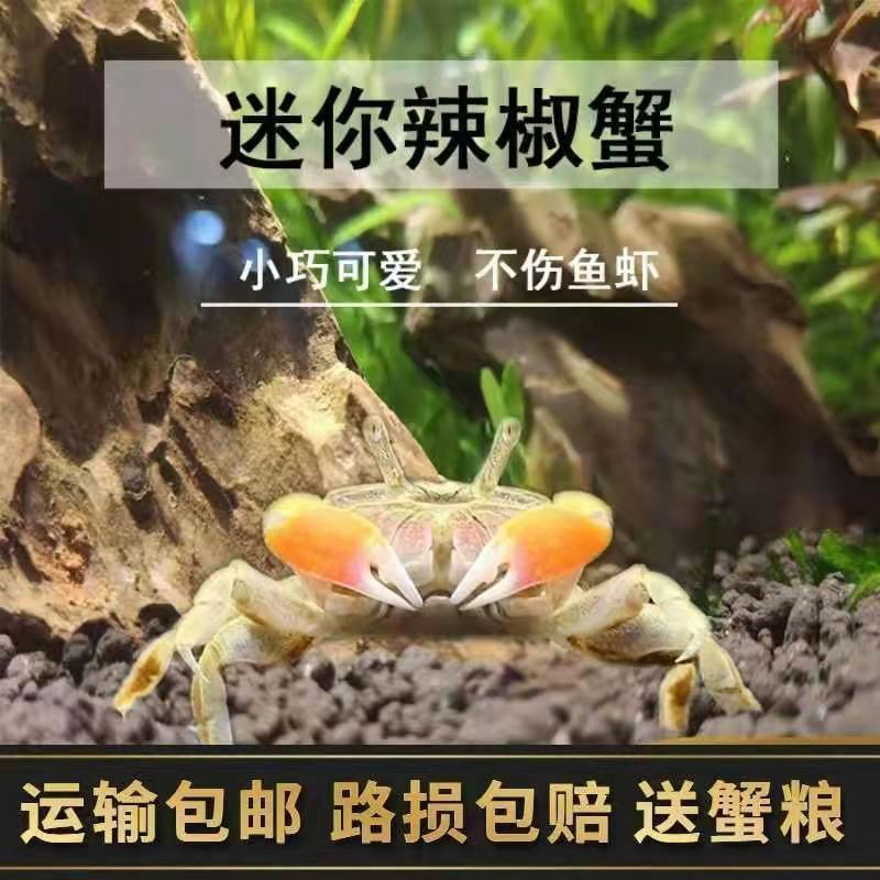 迷你辣椒蟹观赏蟹相守蟹活体可以养的...