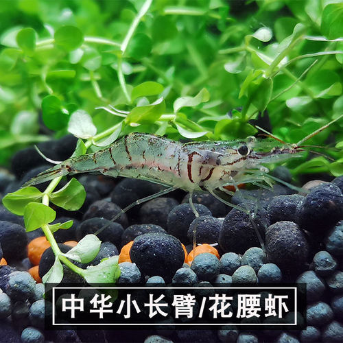 中华小长臂活体花腰虾鱼缸除藻清洁观赏宠物虾筏钓养殖鱼饵黑壳虾