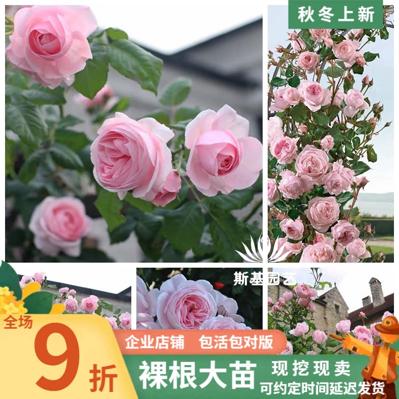 【斯基园艺】娜荷马/娜荷玛月季法国戴尔巴德浓香四季开花中大苗