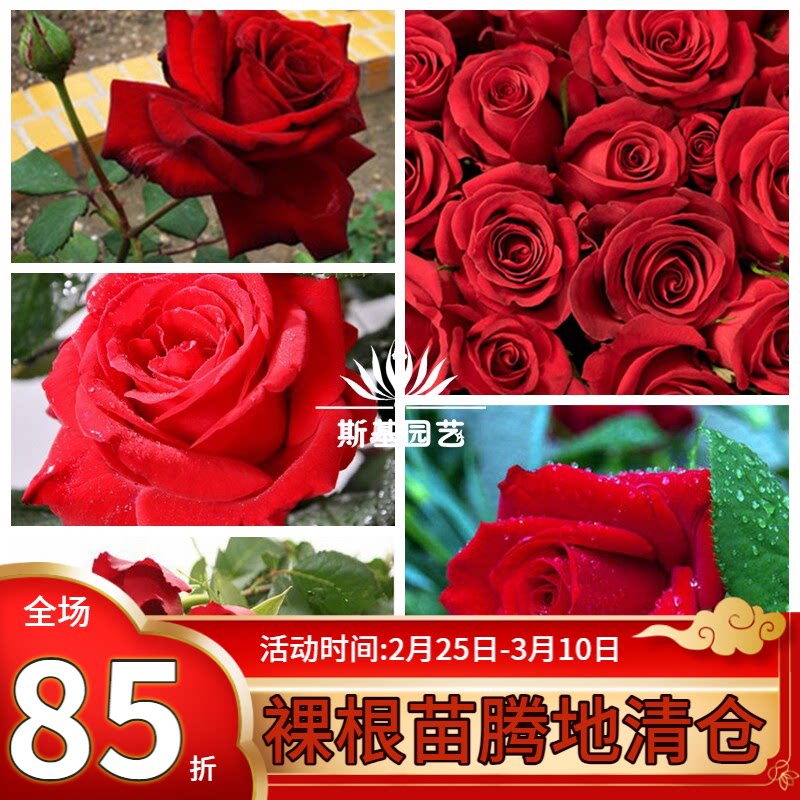 【斯基园艺】卡罗拉月季法国切花店玫瑰别墅庭院地栽裸根小中大苗