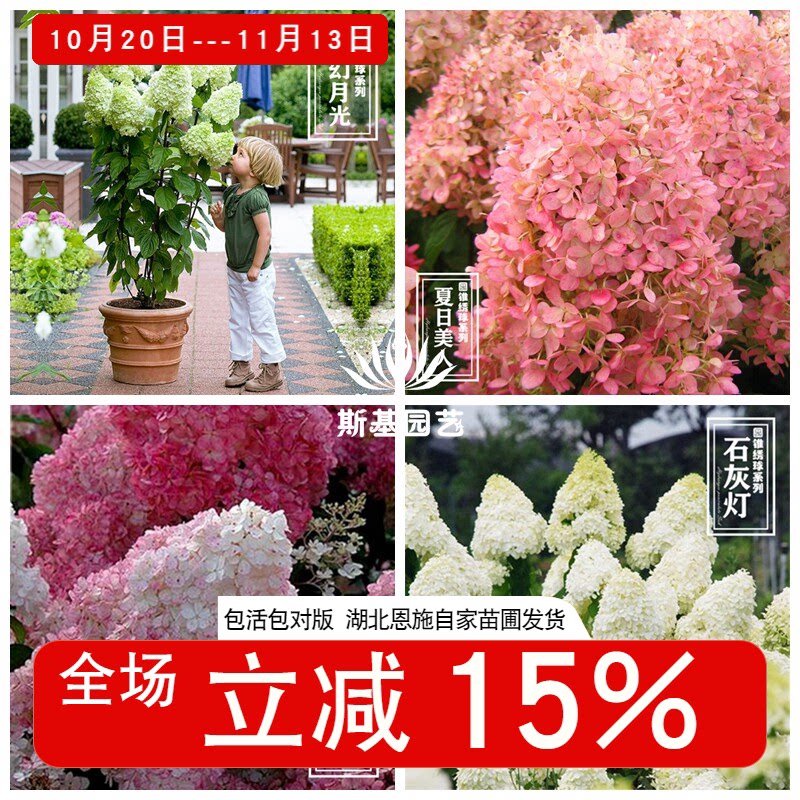 【斯基园艺】 圆锥绣球石灰灯香草草莓月光美雪媚娘夏日北极熊