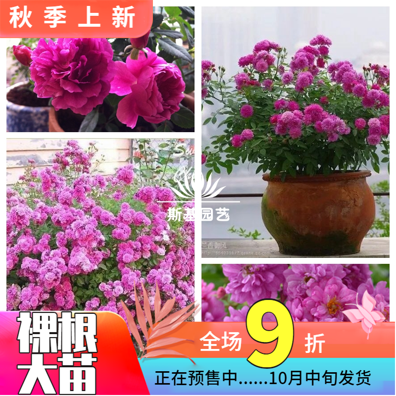 【斯基园艺】甜蜜马车月季美国微型迷你浓香花盆栽四季开小中大苗