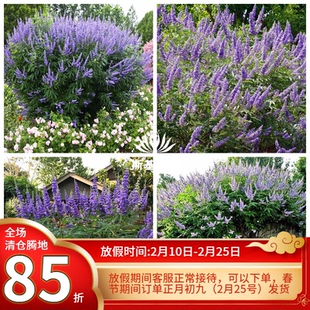 【斯基园艺】穗花牡荆 花苗当年能开花大型蓝色花序花园木本植物