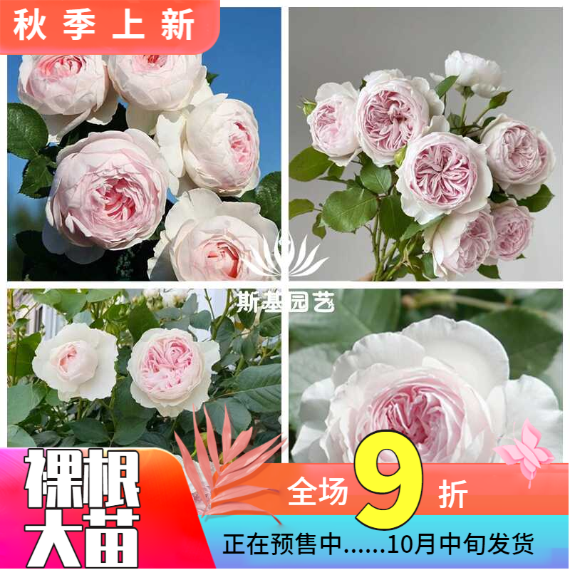 【斯基园艺】克里斯蒂娜公爵夫人月季德国浓香玫瑰露台庭院开花苗