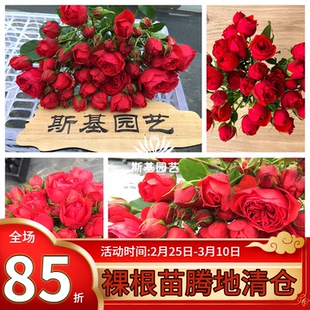 【斯基园艺】大地主 /拉伯雷法国丰花月季纯正国旗红色四季赏花盆