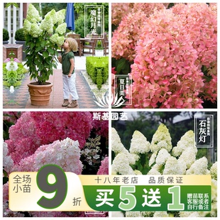【斯基园艺】 圆锥绣球石灰灯香草草莓月光美雪媚娘夏日北极熊